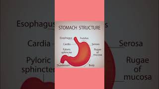 stomach structure biology humanbody generallearning shortsvideo education science shortsfeed [upl. by Eidissac]