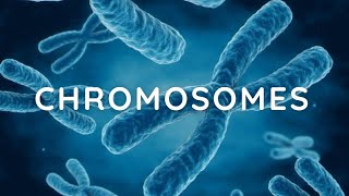 Chromosomes complete notes Key Concepts and Functions [upl. by Iyre]