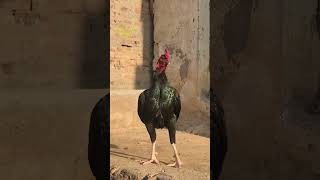 Rooster Crowing Sound  Rooster Sound Effect  murga ki awaz uniquepetsworld [upl. by Odraboel]