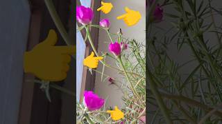 Short educational video sleep movements in the flowers sleepmovement educationalvideo [upl. by Nivla]