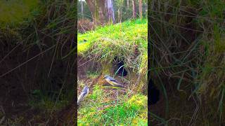 Pardalote Nest [upl. by Rehtaeh]