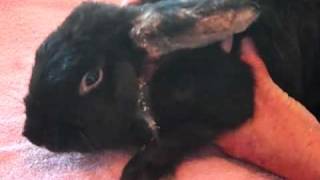 Rabbit with massive mite infestation is rescued by Harvest Home Animal Sanctuary  Day 1 [upl. by Maddis566]