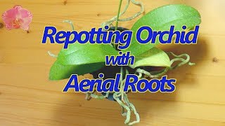 Repotting a Phalaenopsis orchid with aerial roots [upl. by Sholes458]