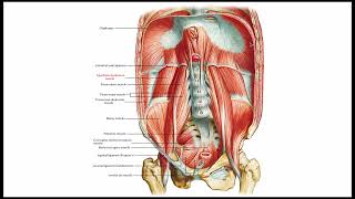 Diaphragm Anatomy amp Clinical Significance [upl. by Benjy]