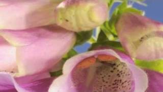 Digitalis flower structure timelapse [upl. by Standley]