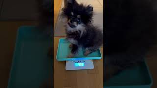 Its Pomeranian Puppy Weigh Day cute babyboy dogs [upl. by Carena]