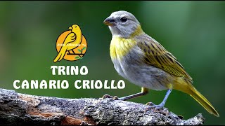 🐣 CANTO de CANARIO CRIOLLO Fino para Enseñar 🐦 [upl. by Berti]