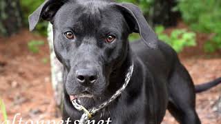 Black Labrador quotNashquot for adoption at waltonpetsnet [upl. by Wetzel]