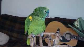 Blue fronted amazon parrot  Wheeler talking [upl. by Solegnave]