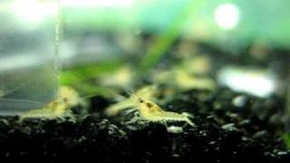 Baby Orange Mexican Dwarf Crayfish CPO [upl. by Casady]