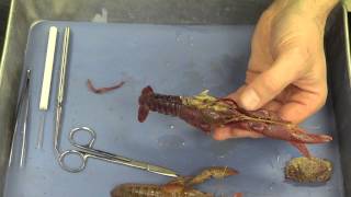 Crayfish Dissection [upl. by Dieterich]