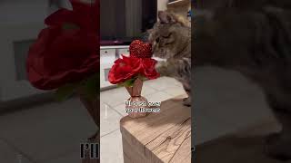 Ringo the Cat Performs Cover Miley Cyrus  Flowers [upl. by Enileuqkcaj]