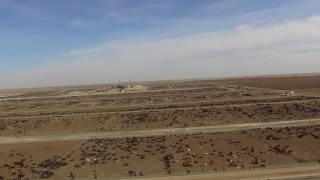 Drones Expose Massive Beef Feedlots [upl. by Cence952]