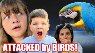 MOM GETS ATTACKED by a BIRD on OUR VACATION Fun and Crazy Family TRAVEL Vlog [upl. by Syd]