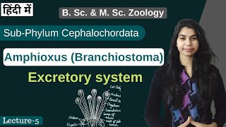 Amphioxus Branchiostoma  Excretory system  In Hindi  B Sc amp M Sc  Zoology [upl. by Nordek779]