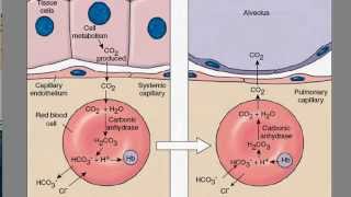 Carbon Dioxide Transport [upl. by Gordon]