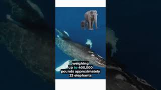 What is the biggest creature in the oceanshorts ocean whale facts antarctica [upl. by Aicel57]