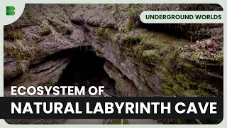 Discover Subterranean Ecosystems  Underground Worlds  Documentary [upl. by Esorbma136]