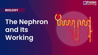 The Nephron and Its Working  CBSE Class 10  Biology  Prozen learning [upl. by Artenehs]