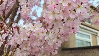 Flowering trees amp plants of early spring Japanese quinceAubrietacherryblossom camelia magnolia [upl. by Oirobil]