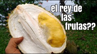 EP31 El famoso y apestoso DURIAN También conocido como el rey de las frutas [upl. by Anyrak]