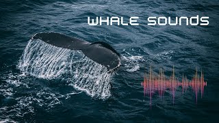 What sounds does a whale makeWhale soundsUnderwater Nature SoundsSounds of Blue Whale [upl. by Ehman]