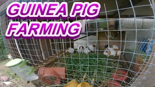 GUINEA PIG FARMING  PAGPARAMI NG GUINEA PIG  naning kamot [upl. by Hannasus]