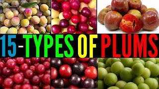 15 Types Of Plums  Catagory Of Plums  Plums Cultivation  Differen types of Fruits  Plums Plums [upl. by Idok715]