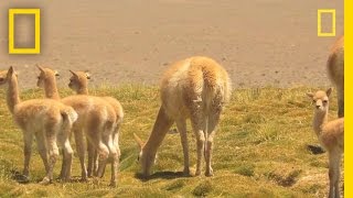 Researchers Race to Witness Vicuña Birth  National Geographic [upl. by Senhauser241]