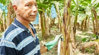 What Fairtrade is fighting to change [upl. by Naggem812]