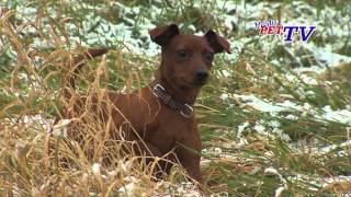 Zwergpinscher Informationen zur Rasse [upl. by Sweyn44]