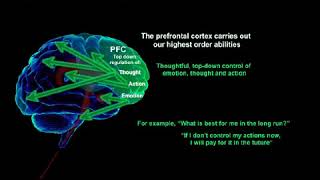 The Neurobiology of Stress on Brain Function [upl. by Halian]