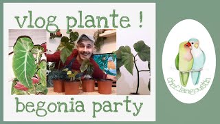 VLOG PLANTE   BEGONIA PARTY [upl. by Weiss551]