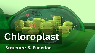 Chloroplast Structure and Function Biology Cell biology [upl. by Yeslah]