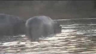 Giant Crocodile Eats Hippo Mother Hippo Mourns [upl. by Ainat]