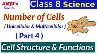 Number of Cells  Unicellular  Multicellular organisms  Science Class 8 Chapter 8 Cell [upl. by Minni]