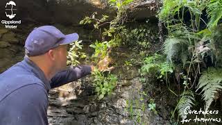 Sunny Creek biodiversity  Filmy Maidenhair fern [upl. by Emarie]