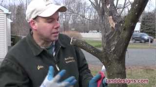 How to Prune Not Kill Trees and Shrubs [upl. by Reni722]