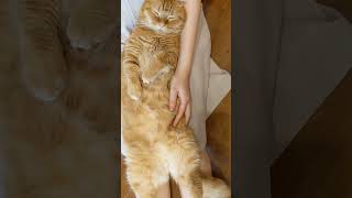 Constipation massage for cat [upl. by Darryn104]