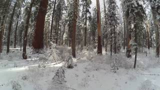 Giant Sequoias in Calaveras Big Trees State Park filmed from the flying camera drone [upl. by Abernon]