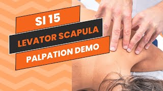 SI 15  Palpation Demo Levator Scapula [upl. by Liane]