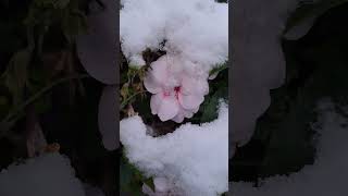 Snow wrapped Impatien Flower impatiens snow garden shorts [upl. by Elleb315]