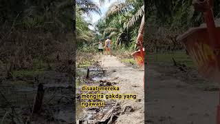 Disaat pekerja merasa tidak diawasi🤣🤣 mandor manensawitpakedodos gambut kebun [upl. by Arvonio412]