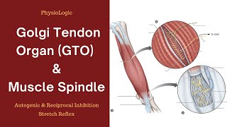 Golgi Tendon Organ GTO  Muscle Spindle  Autogenic and Reciprocal Inhibition  Stretch Reflex [upl. by Zoila]