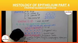 Stratified Squamous Epithelium  Stratified Epithelium  Keratinized and Nonkeratinized Epithelium [upl. by Barde]