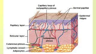 Anatomy Chapter 4 part 2 of 2 [upl. by Gradeigh675]