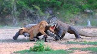 Komodo dragon eating a goat  Komodo dragon video [upl. by Xuaegram]