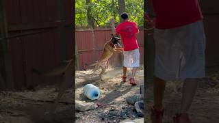 Aggressive dog attacks dog trainers [upl. by Clausen]