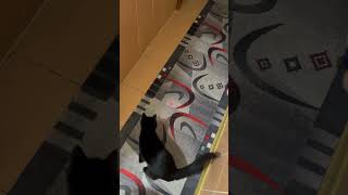 The laser game cat kitten catvideos catlover cutepets cute animals pets kitty lasergame [upl. by Alysoun]