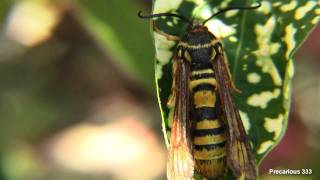 Moth disguised as a Yellow Jacket [upl. by Assilav]